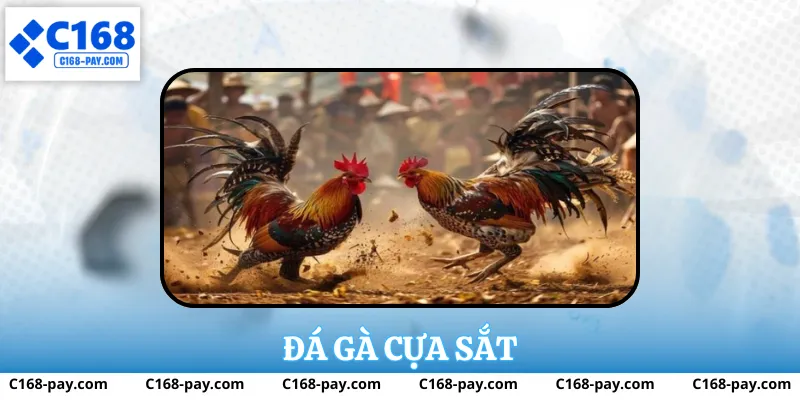 Đá Gà Cựa Sắt Tại C168 – Trải Nghiệm Thực Tế Và Phân Tích 2 Đá gà cựa sắt